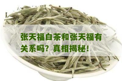 张天福白茶和张天福有关系吗？真相揭秘！