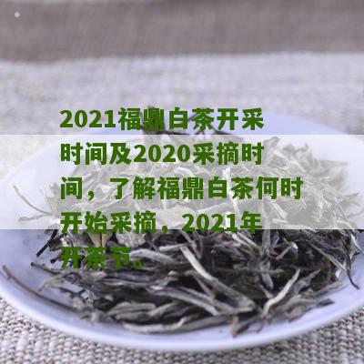 2021福鼎白茶开采时间及2020采摘时间，了解福鼎白茶何时开始采摘，2021年开茶节。