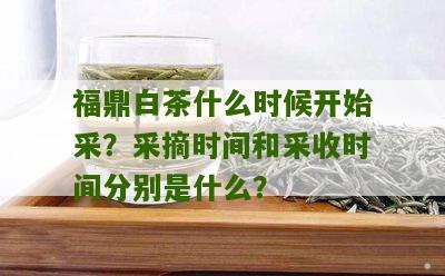 福鼎白茶什么时候开始采？采摘时间和采收时间分别是什么？