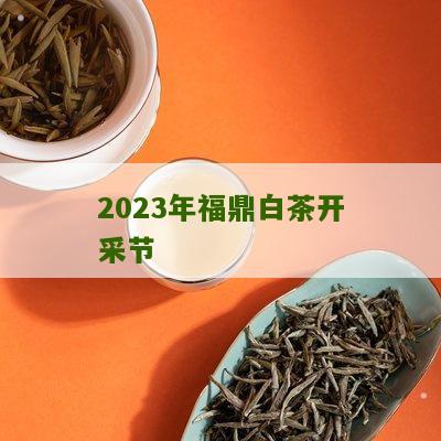 2023年福鼎白茶开采节