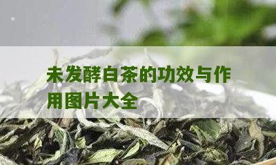 未发酵白茶的功效与作用图片大全