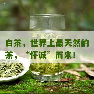 白茶，世界上最天然的茶，“怀诚”而来！