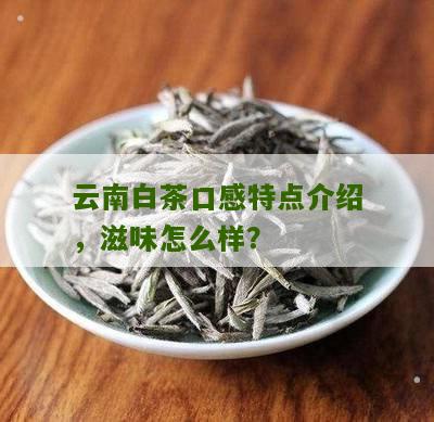 云南白茶口感特点介绍，滋味怎么样？