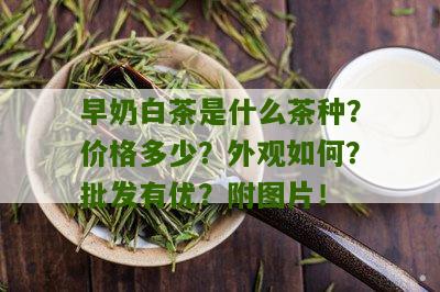 早奶白茶是什么茶种？价格多少？外观如何？批发有优？附图片！