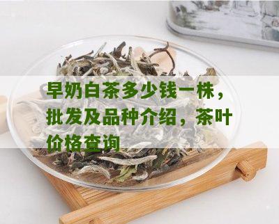 早奶白茶多少钱一株，批发及品种介绍，茶叶价格查询