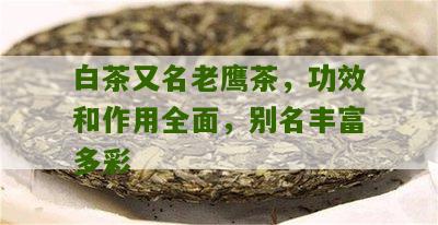 白茶又名老鹰茶，功效和作用全面，别名丰富多彩