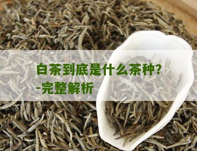 白茶到底是什么茶种？-完整解析