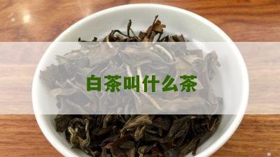 白茶叫什么茶