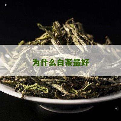 为什么白茶最好