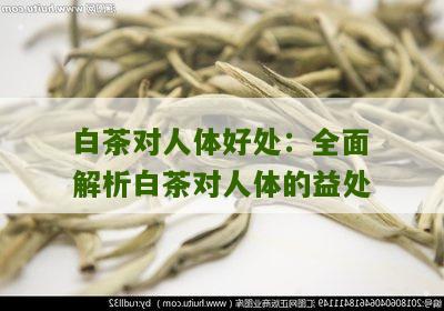 白茶对人体好处：全面解析白茶对人体的益处