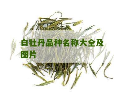 白牡丹品种名称大全及图片