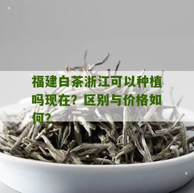 福建白茶浙江可以种植吗现在？区别与价格如何？