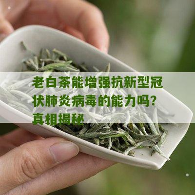 老白茶能增强抗新型冠状肺炎病毒的能力吗？真相揭秘