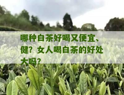 哪种白茶好喝又便宜、健？女人喝白茶的好处大吗？