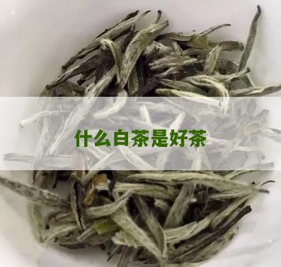 什么白茶是好茶