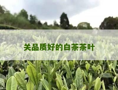 关品质好的白茶茶叶