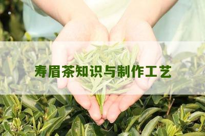 寿眉茶知识与制作工艺