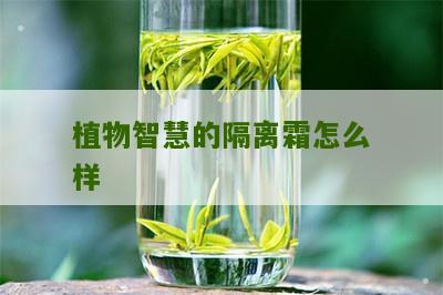 植物智慧的隔离霜怎么样