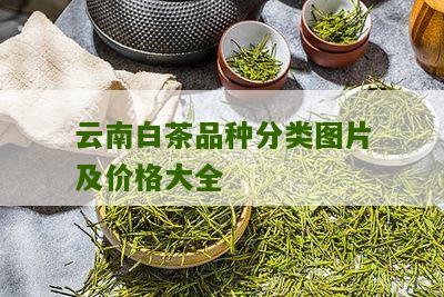 云南白茶品种分类图片及价格大全