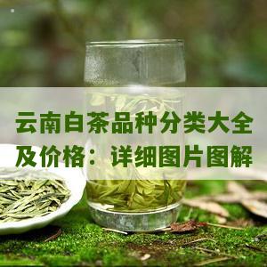 云南白茶品种分类大全及价格：详细图片图解