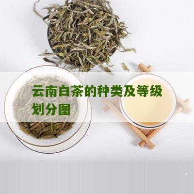 云南白茶的种类及等级划分图