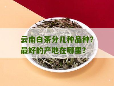 云南白茶分几种品种？最好的产地在哪里？