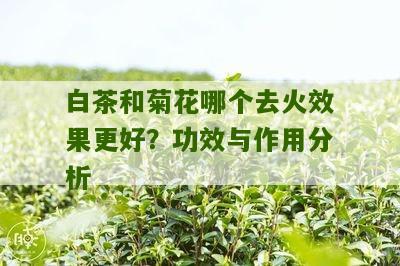 白茶和菊花哪个去火效果更好？功效与作用分析