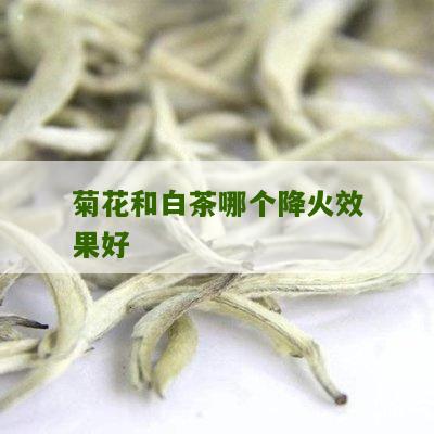 菊花和白茶哪个降火效果好