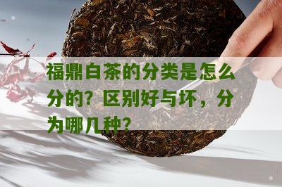 福鼎白茶的分类是怎么分的？区别好与坏，分为哪几种？