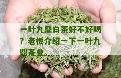 一叶九鼎白茶好不好喝？老板介绍一下一叶九鼎茶业。