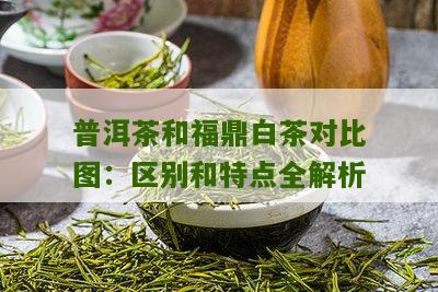 普洱茶和福鼎白茶对比图：区别和特点全解析