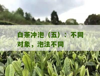 白茶冲泡（五）：不同对象，泡法不同