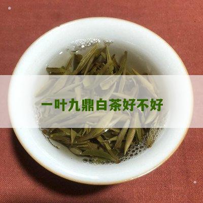 一叶九鼎白茶好不好