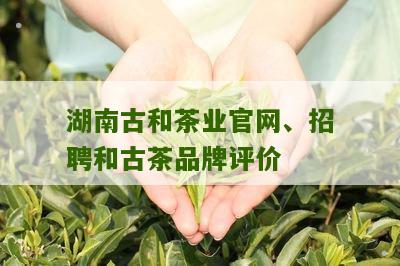 湖南古和茶业官网、招聘和古茶品牌评价