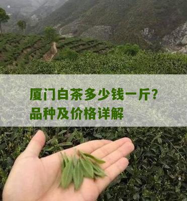 厦门白茶多少钱一斤？品种及价格详解