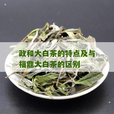 政和大白茶的特点及与福鼎大白茶的区别