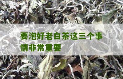 要泡好老白茶这三个事情非常重要