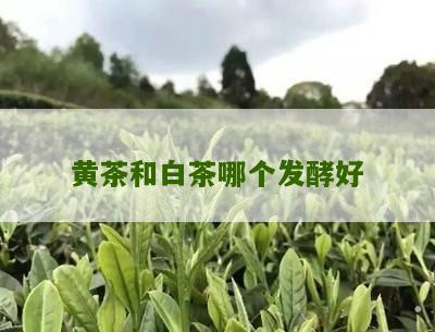 黄茶和白茶哪个发酵好