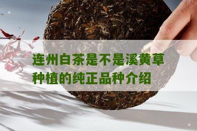 连州白茶是不是溪黄草种植的纯正品种介绍