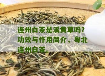 连州白茶是溪黄草吗？功效与作用简介，粤北连州白茶。