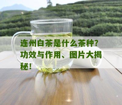 连州白茶是什么茶种？功效与作用、图片大揭秘！