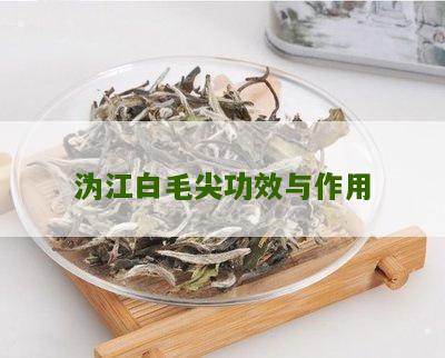 沩江白毛尖功效与作用