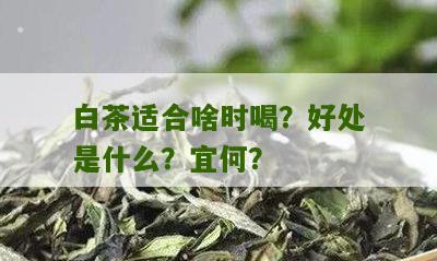 白茶适合啥时喝？好处是什么？宜何？