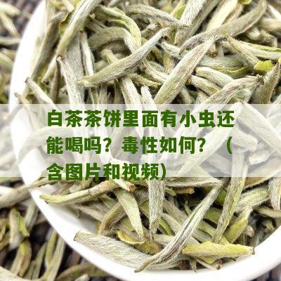 白茶茶饼里面有小虫还能喝吗？毒性如何？（含图片和视频）