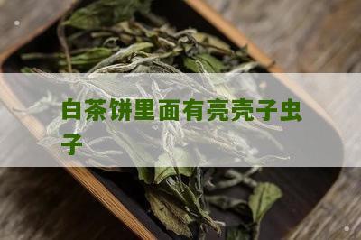 白茶饼里面有亮壳子虫子