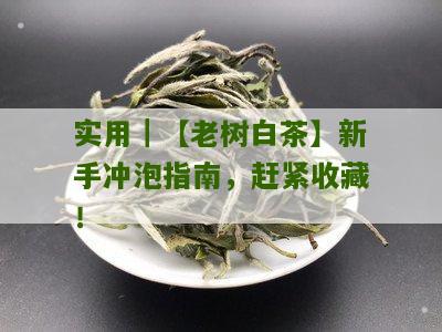 实用｜【老树白茶】新手冲泡指南，赶紧收藏！