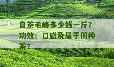 白茶毛峰多少钱一斤？功效、口感及属于何种茶？