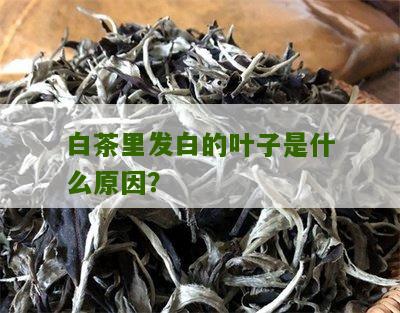 白茶里发白的叶子是什么原因？