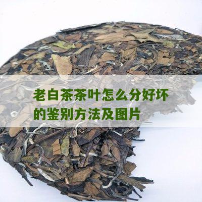 老白茶茶叶怎么分好坏的鉴别方法及图片