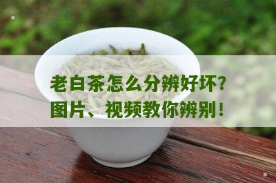 老白茶怎么分辨好坏？图片、视频教你辨别！